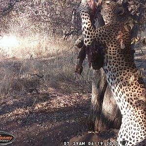 Nambia Leopard Trail Cam