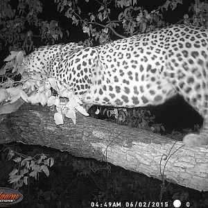 Leopard Nambia Trail Cam