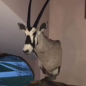 Gemsbok Full Mount Taxidermy