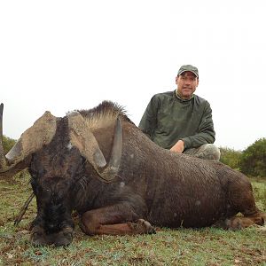 Hunt Black Wildebeest South Africa