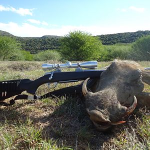 South Africa Warthog Hunt