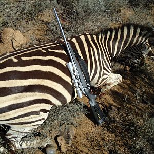 Hunt Zebra in South Africa