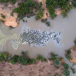 Arial View Hippo Benin