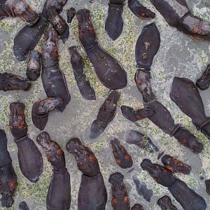 Benin Hippo Arial View