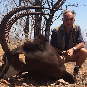 Hunt Sable Antelope Zimbabwe