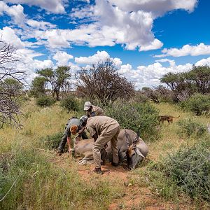 Eland Hunting Namibia