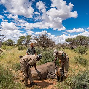 Nambia Hunt Eland