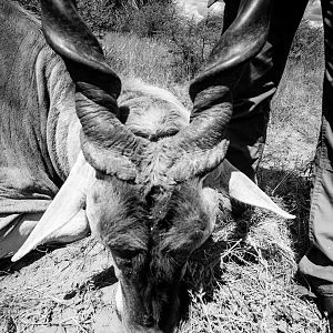 Namibia Hunting Eland