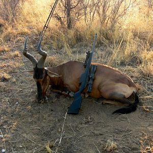 Red Hartebeest Hunt Namibia