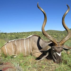 Kudu Hunt Namibia