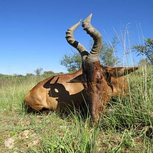 Namibia Hunt Red Hartebeest