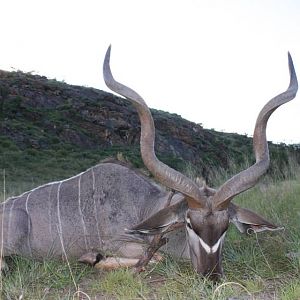 Namibia Hunting Kudu