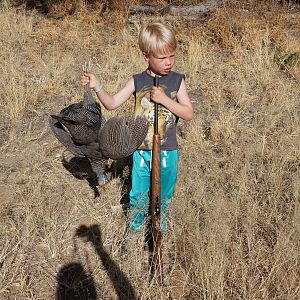 Bird Hunting Namibia Guineafowl