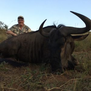 South Africa Blue Wildebeest Hunting