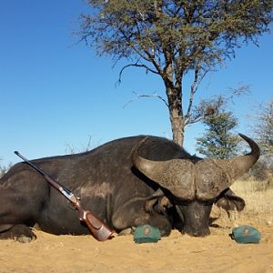 Hunting Buffalo South Africa