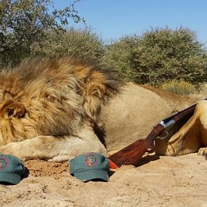 Hunting Lion in South Africa