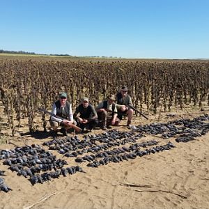 Bird Hunting South Africa Pigeons