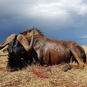 Hunt Black Wildebeest South Africa