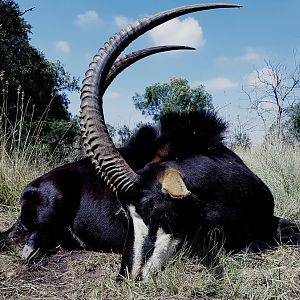 Hunt Sable Antelope South Africa