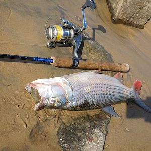 Tiger Fishing Tanzania