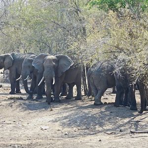 Elephant South Africa Wildlife