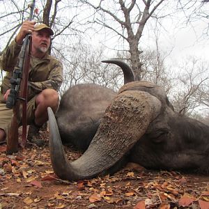 Cape Buffalo South Africa Hunt