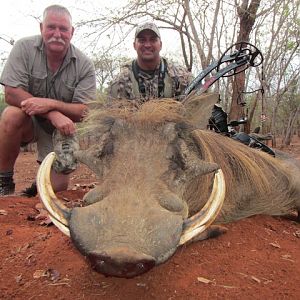 South Africa Warthog Bow Hunt