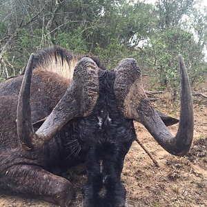 South Africa Black Wildebeest