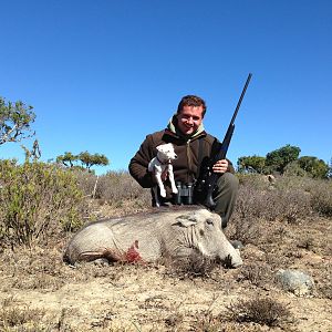 South Africa Warthog Hunt