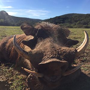 South Africa Warthog