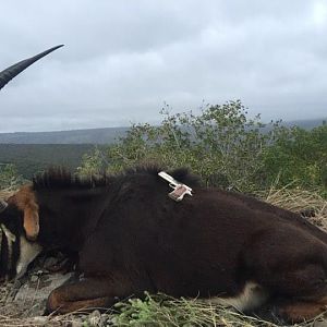 South Africa Sable Hunt