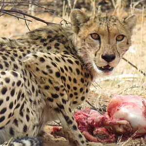 Cheetah kill