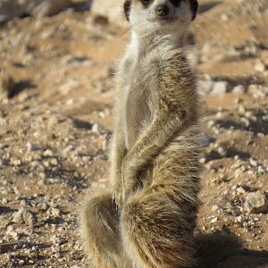 meerkat........