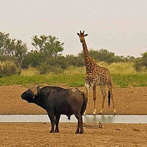 recent safari , waterhole