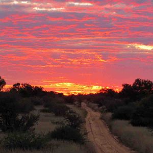 recent safari, sunset