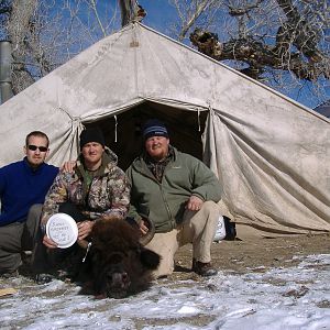 Henry Mountains Bison