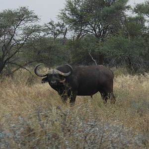 Cape Buffalo South Africa