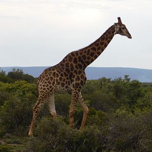 Giraffe South Africa