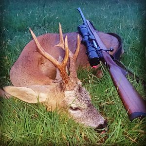 Hunting Roe Buck