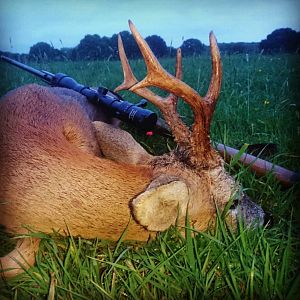 Roe Buck Hunt