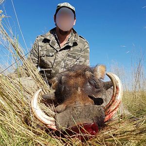 South Africa Warthog Hunt