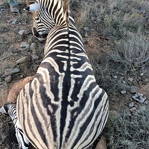 Hunt Burchell’s Plain Zebra in South Africa