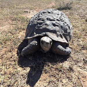 Leopard Tortoise South Africa