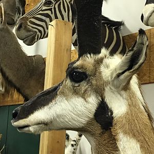 Taxidermy Pronghorn Shoulder Mount