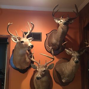 Trophy Room