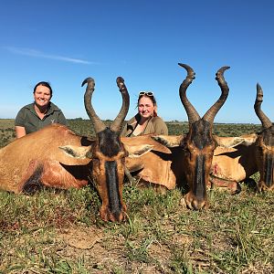 Red Hartebeest Hunt South Africa