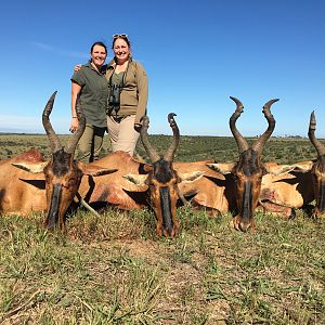 Red Hartebeest Hunt South Africa