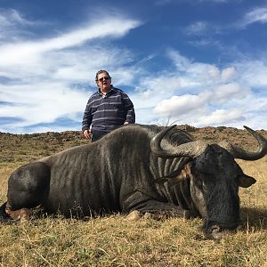 South Africa Blue Wildebeest Hunting