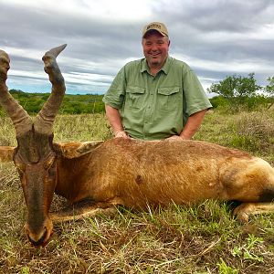 Red Hartebeest Hunt South Africa