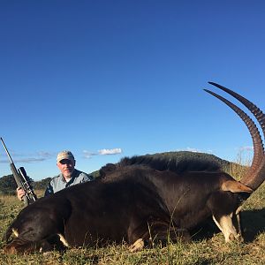 Hunt Sable Antelope South Africa